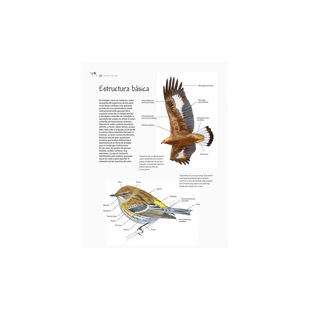 Dibujo de Aves